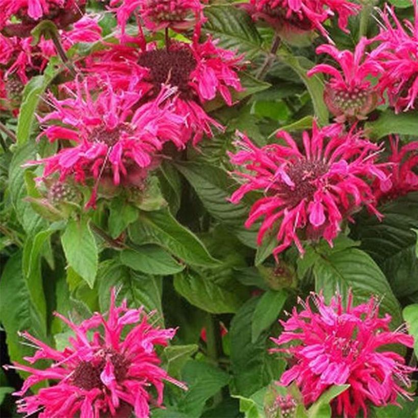 Monarda didyma Pink Lace - Beebalm (Flowering)