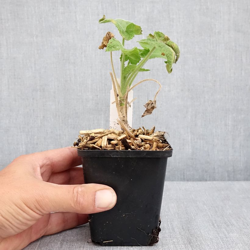 Lunaria annua Alba 8/9 cm pot sample as delivered in summer