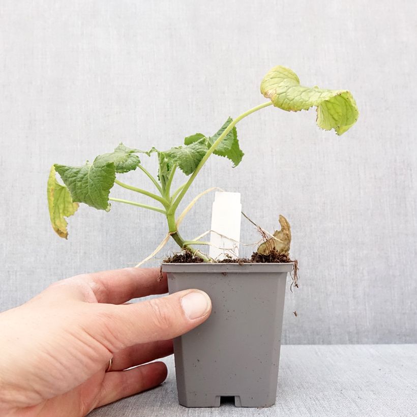Lunaria annua Alba 8/9 cm pot sample as delivered in winter