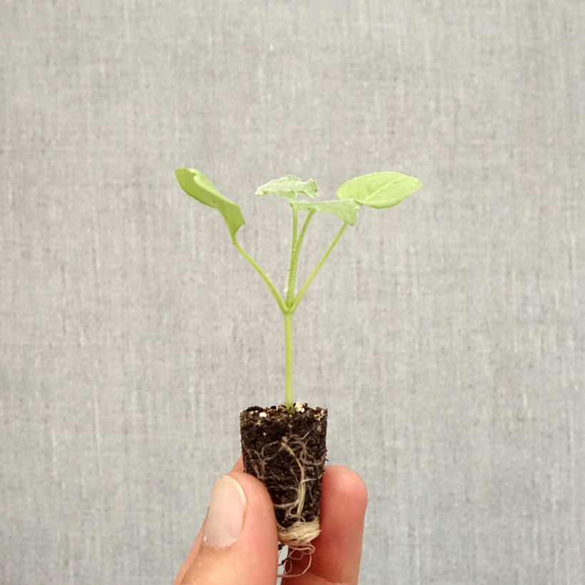 Lunaria annua Alba Plug plant 1.5/2.5 cm sample as delivered in autumn