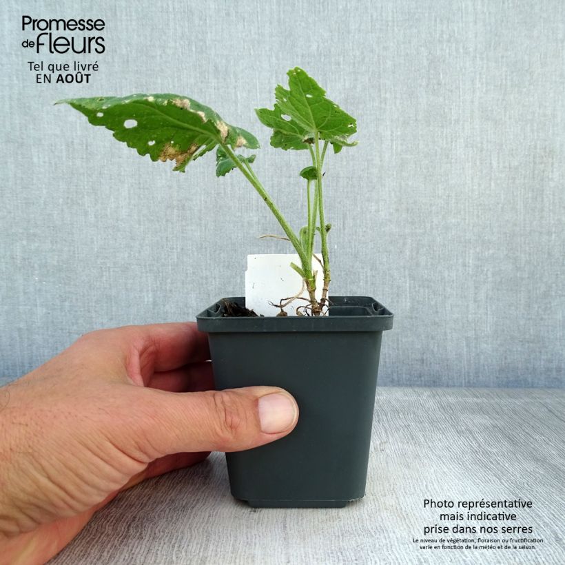 Lunaria annua - Money Plant 8/9 cm pot sample as delivered in summer