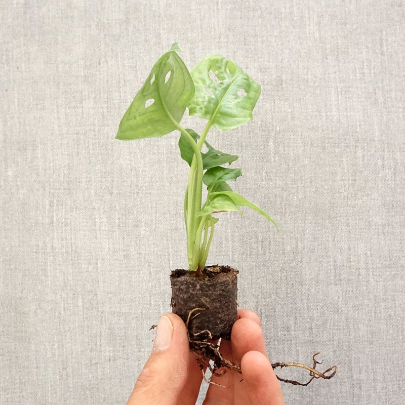 Monstera adansonii - Adanson's monstera Mini-plante sample as delivered in spring