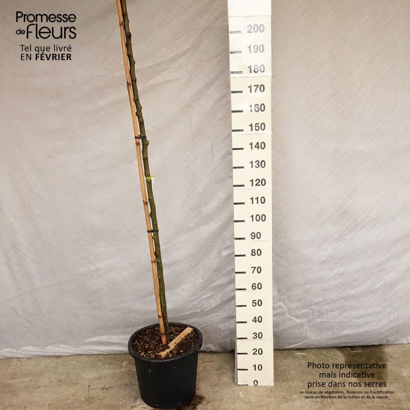 Morus alba Fruitless - Mullberry 18L/20L pot sample as delivered in summer