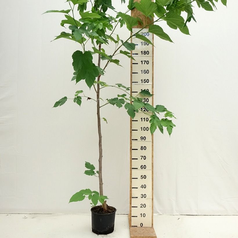 Morus alba Fruitless - Mullberry 7.5L/10L pot sample as delivered in summer