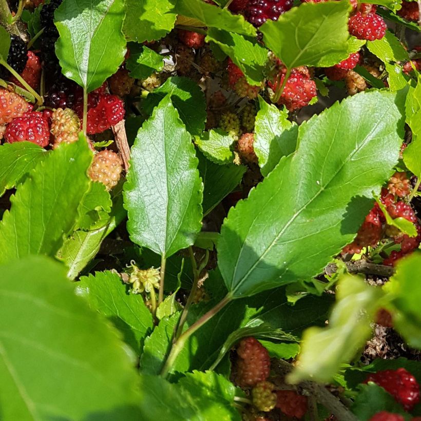 Morus rotundiloba Mojo Berry - Mullberry (Foliage)
