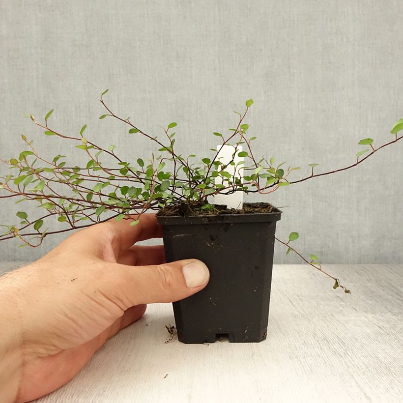 Muehlenbeckia axillaris 8/9 cm pot sample as delivered in summer