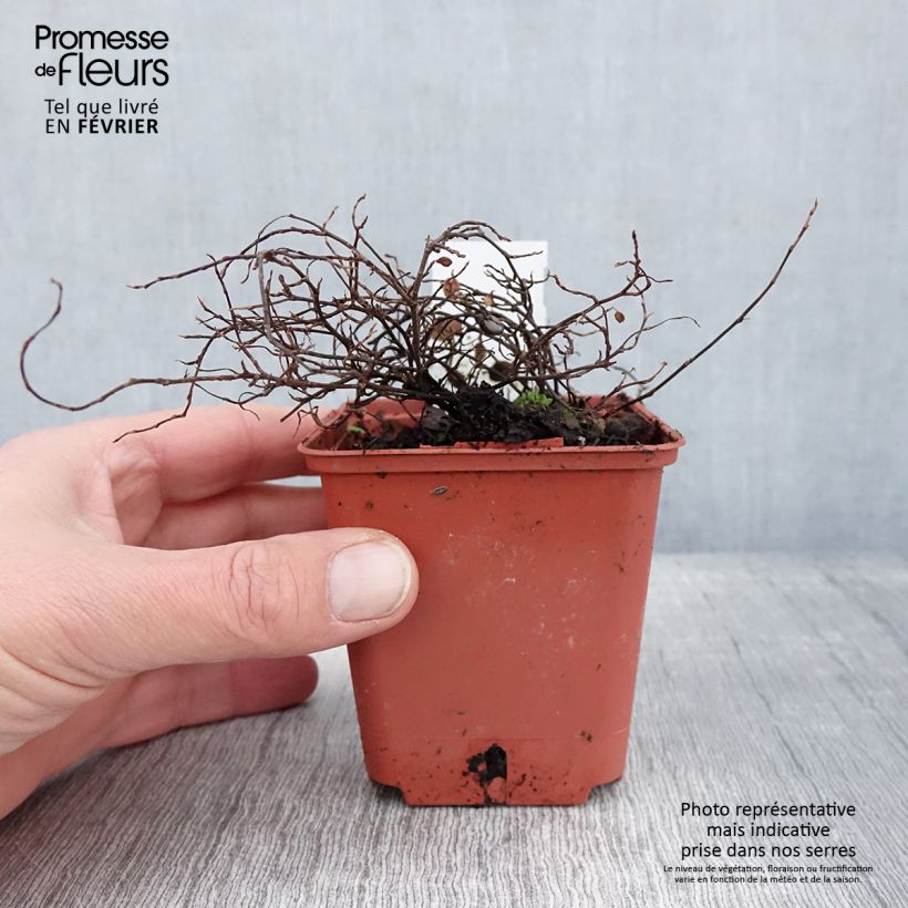 Muehlenbeckia complexa Golden Girl - Maidenhair Vine 8/9 cm pot sample as delivered in winter