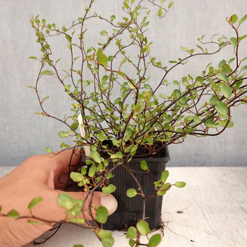Muehlenbeckia complexa Sealand Compact - Maidenhair Vine 8/9 cm pot sample as delivered in summer