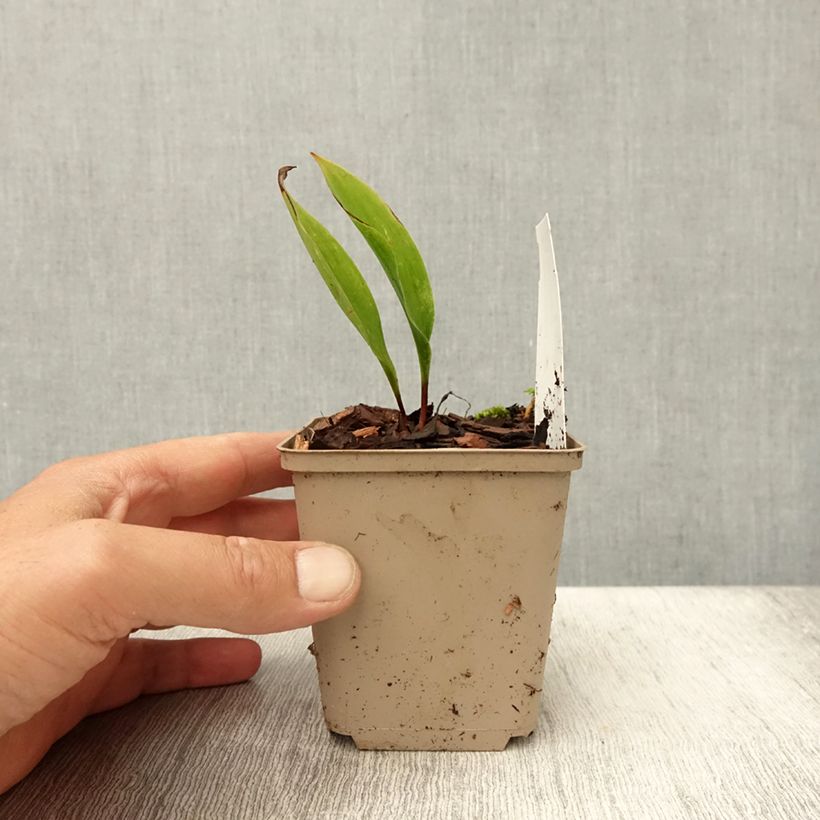 Convallaria majalis Bordeaux - Lily of the Valley 8/9 cm pot sample as delivered in summer