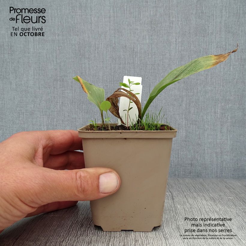 Convallaria majalis Prolificans - Lily of the Valley 8/9 cm pot sample as delivered in autumn