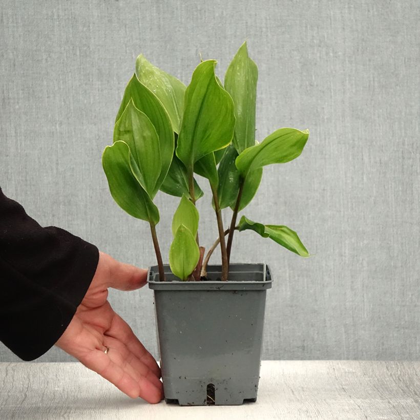 Convallaria majalis Hardwick Hall - Lily of the Valley 1.5L/2L pot sample as delivered in summer
