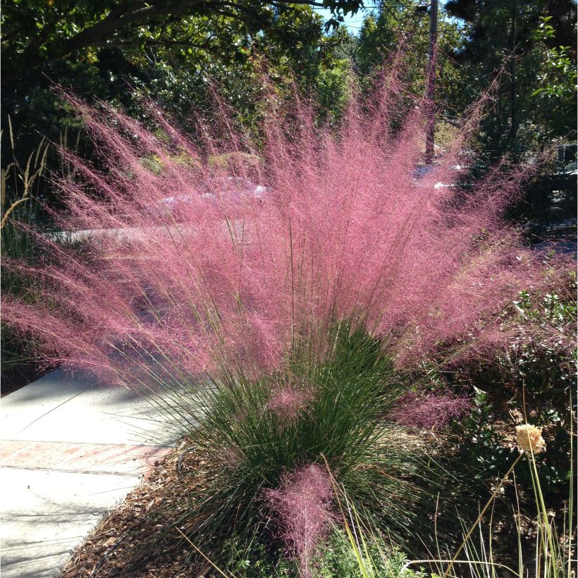 Muhlenbergia capillaris (Plant habit)