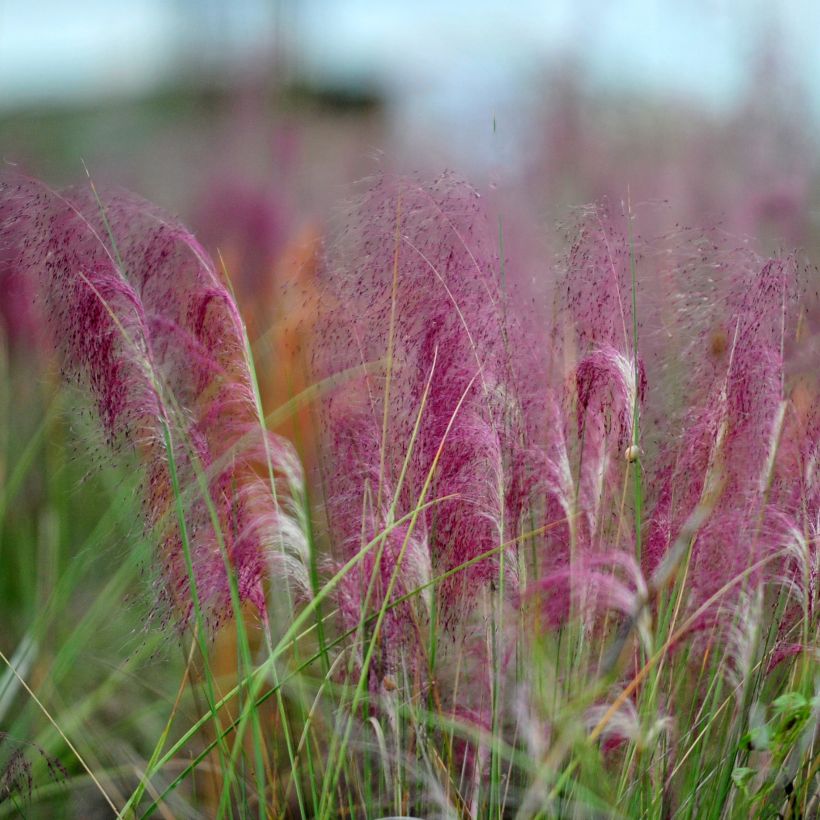 Muhlenbergia capillaris (Flowering)