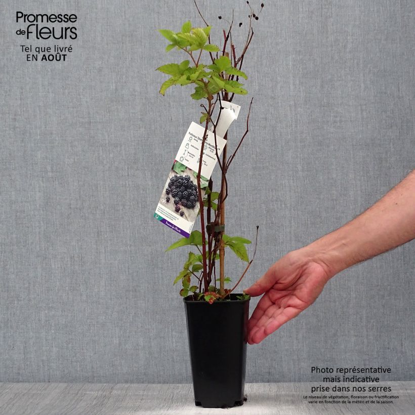Rubus fruticosus Direttissima Montblanc - Blackberry 2L/3L pot, Clump sample as delivered in summer
