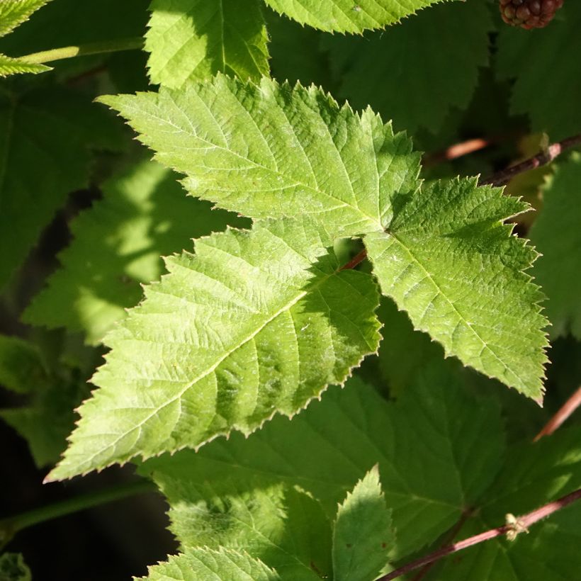 Organic Blackberry Dirksen - Rubus fruticosus (Foliage)
