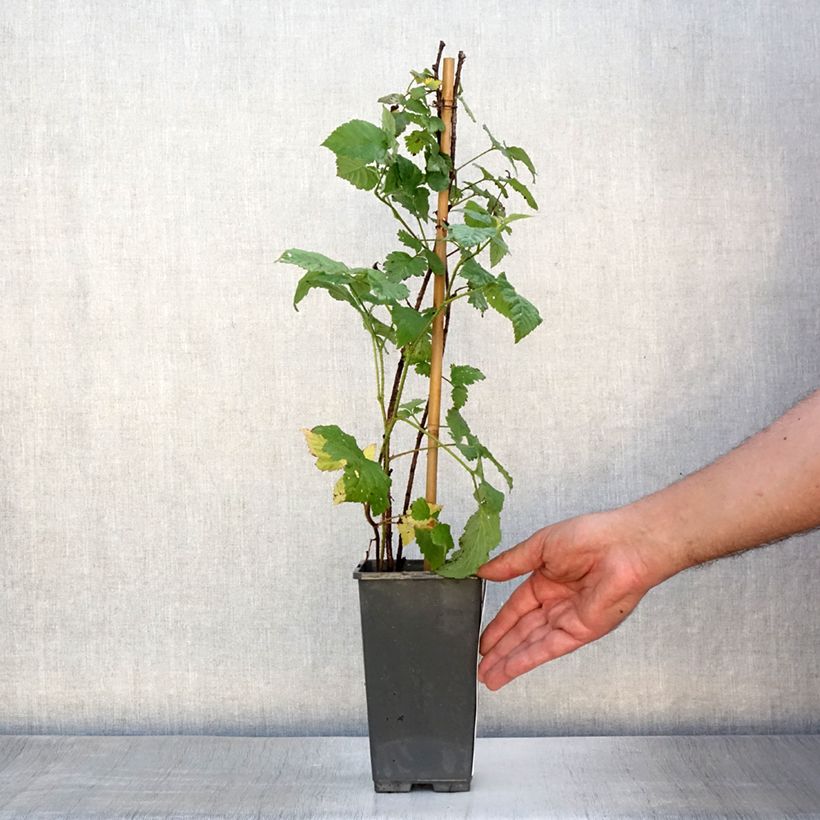 Rubus fruticosus Medana Tayberry 1.5L/2L pot sample as delivered in summer