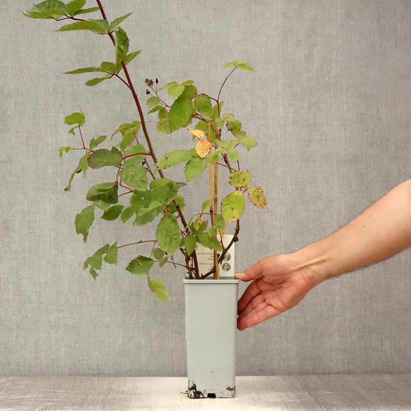 Rubus fruticosus Black Cascade - Blackberry 2L/3L pot, Clump sample as delivered in summer