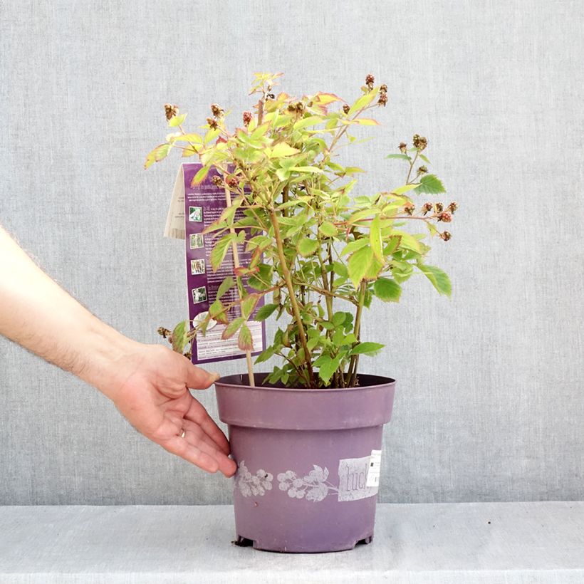 Blackberry Lucky Berry - Rubus fruticosus 4L/5L pot, Clump sample as delivered in summer