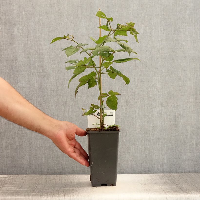 Everbearing Blackberry Reuben  - Rubus fruticosus 1.5L/2L pot sample as delivered in summer