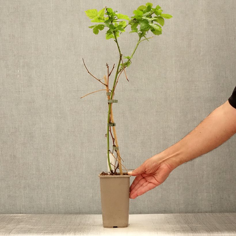 Rubus fruticosus 'Columbia Star' 1.5L/2L pot sample as delivered in summer