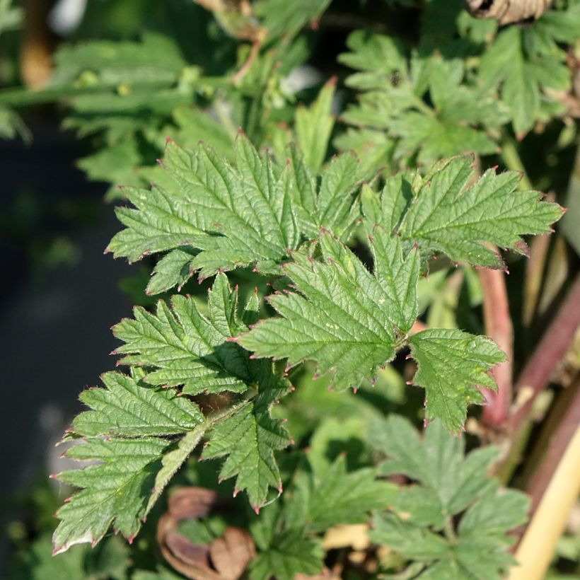 Thornless Blackberry Garden Giant - Rubus fruticosus (Foliage)