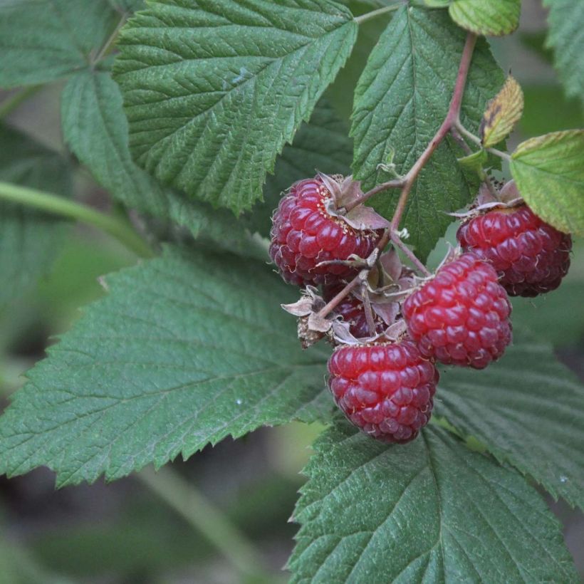 Thornless Loganberry - Raspberry-Blackberry (Foliage)