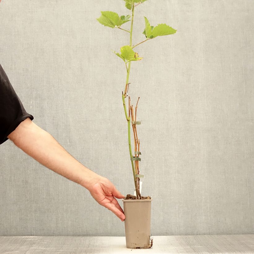 Rubus fruticosus 'Navaho Big and Early' 1.5L/2L pot, Clump sample as delivered in summer