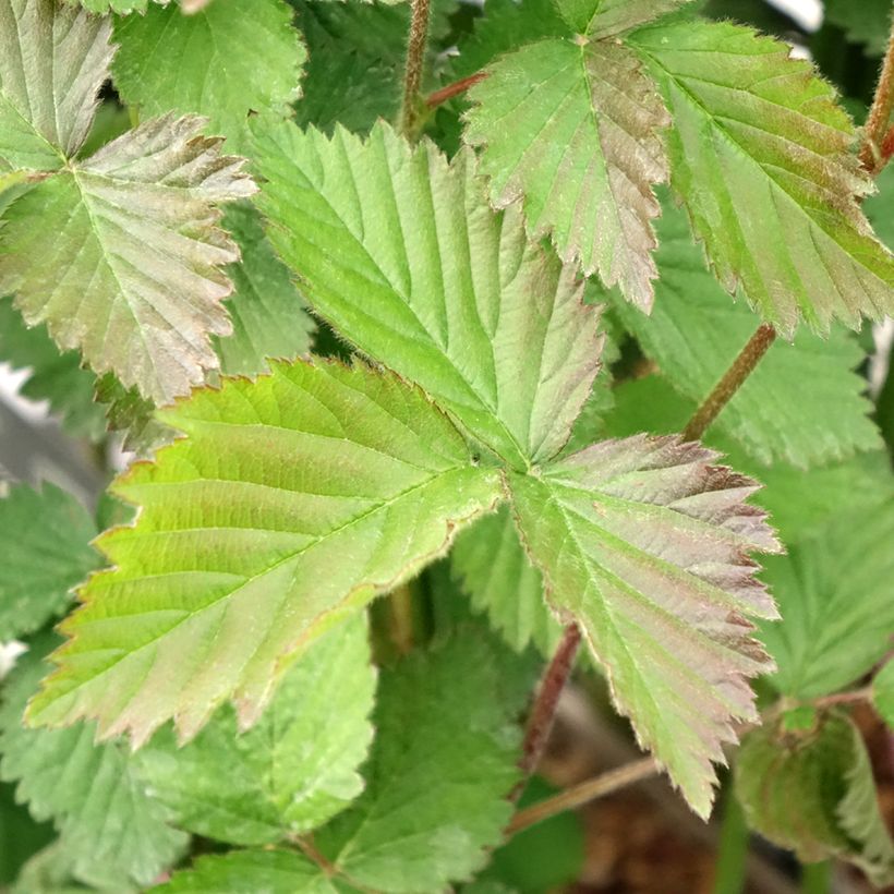 Thornless Blackberry Navaho - Rubus fruticosus (Foliage)