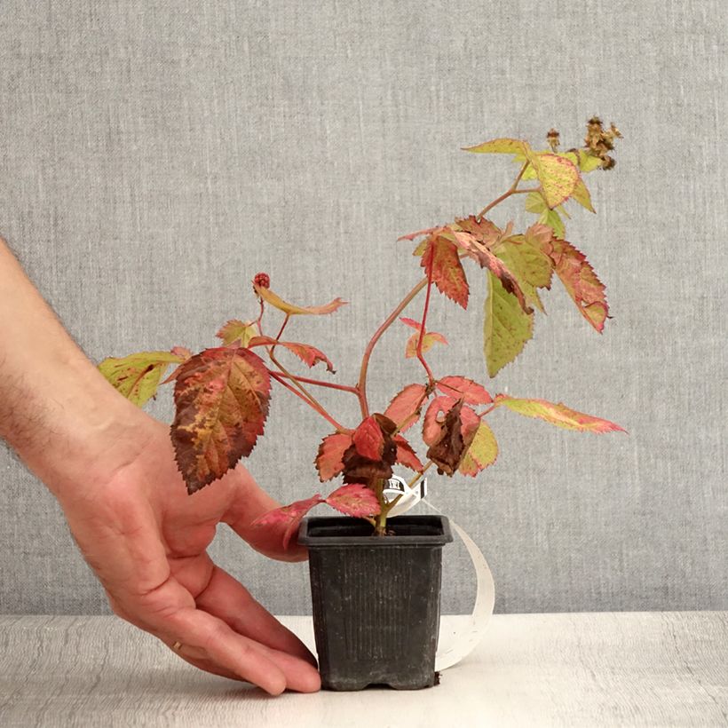 Thornless Blackberry Oregon Thornless - Rubus fruticosus 8/9 cm pot sample as delivered in summer