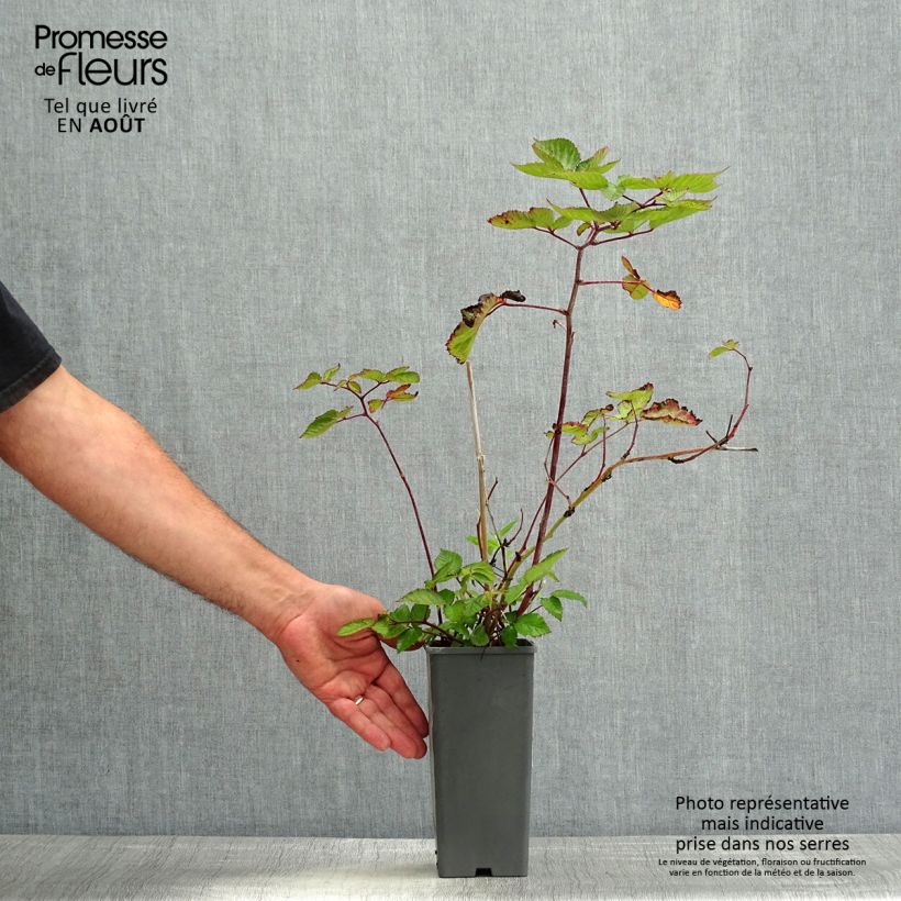 Thornless Blackberry Oregon Thornless - Rubus fruticosus 1.5L/2L pot sample as delivered in summer