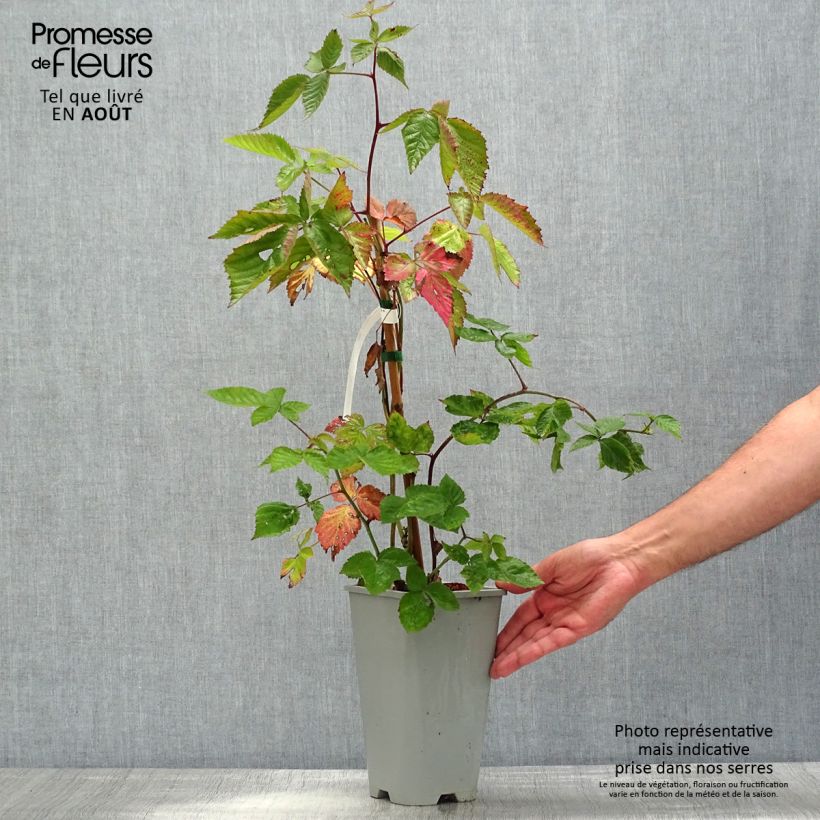 Thornless Blackberry Oregon Thornless - Rubus fruticosus 2L/3L pot sample as delivered in summer