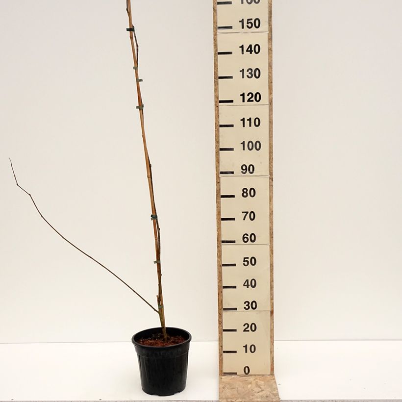 Morus alba var. laevigata Kings White - Mullberry 6L/7L pot sample as delivered in winter