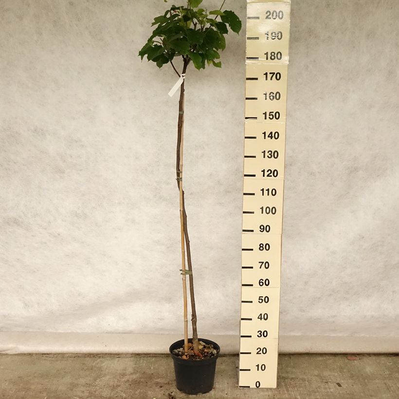 Morus Wellington - Mulberry 4L/5L pot 80/100cm sample as delivered in summer