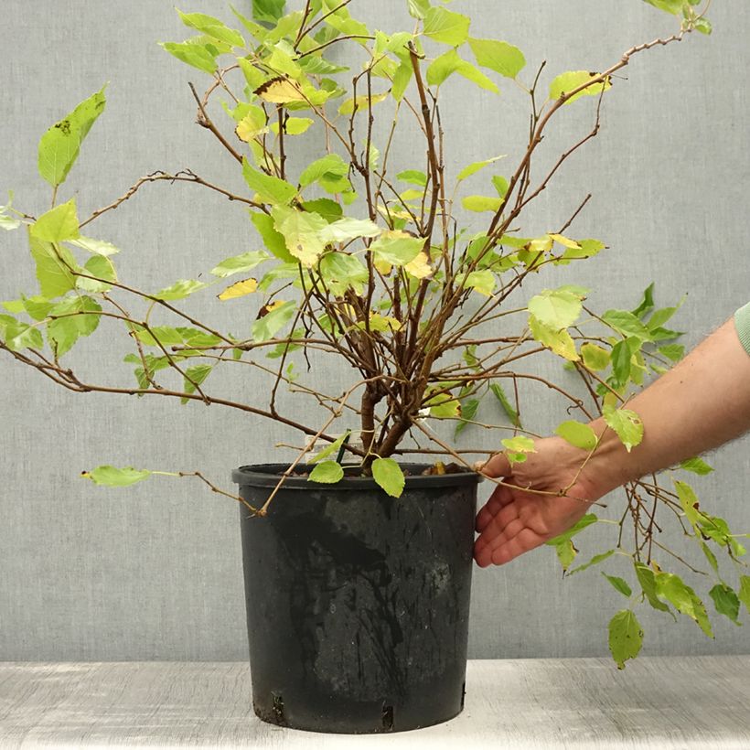 Morus rotundiloba Mojo Berry - Mullberry 7.5L/10L pot, Clump sample as delivered in summer