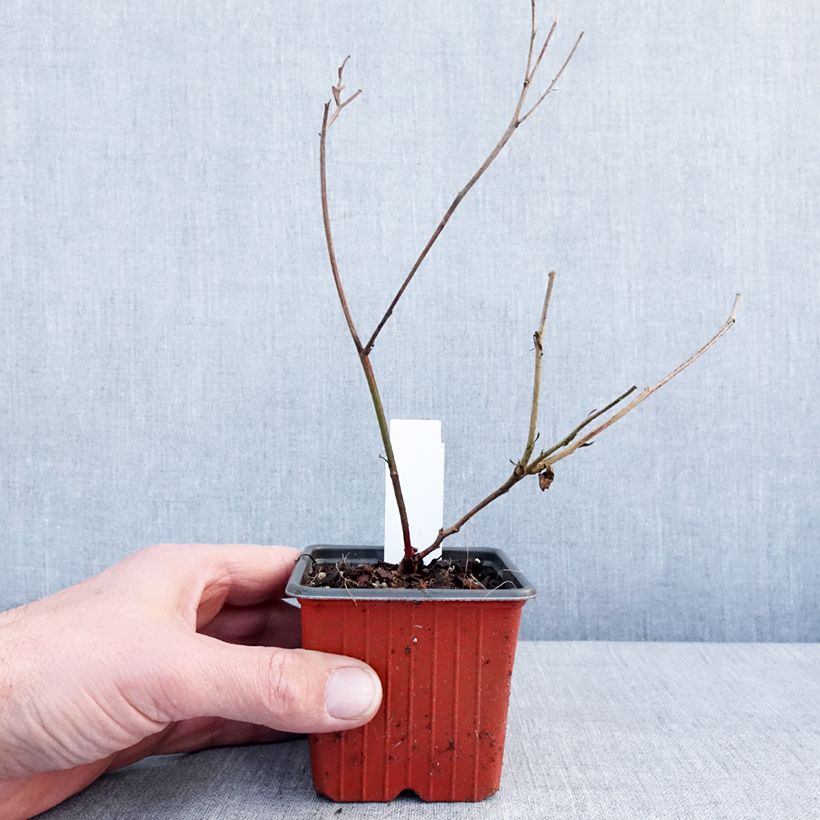 Thornless Blackberry Triple Crown - Rubus fruticosus 8/9 cm pot sample as delivered in winter