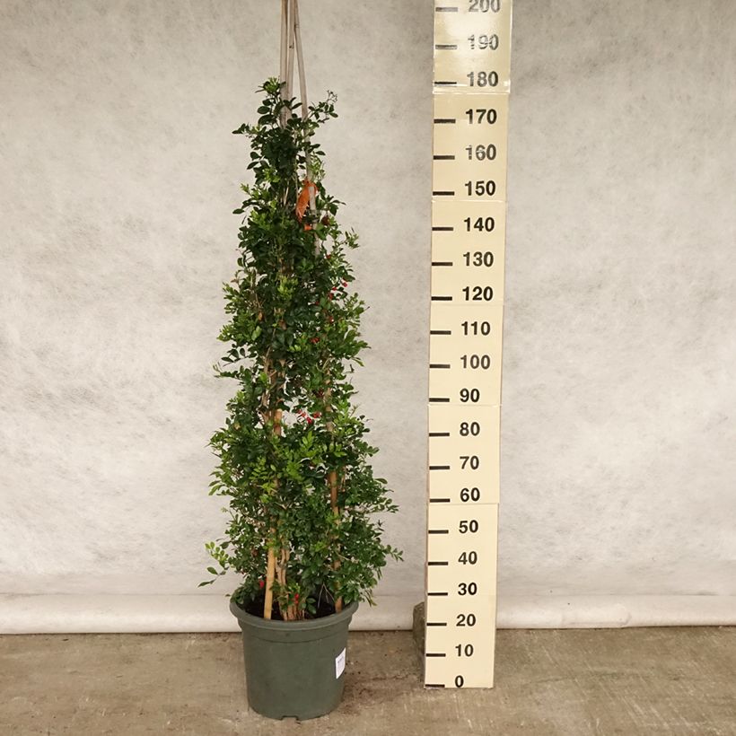 Murraya paniculata 7.5L/10L pot sample as delivered in summer