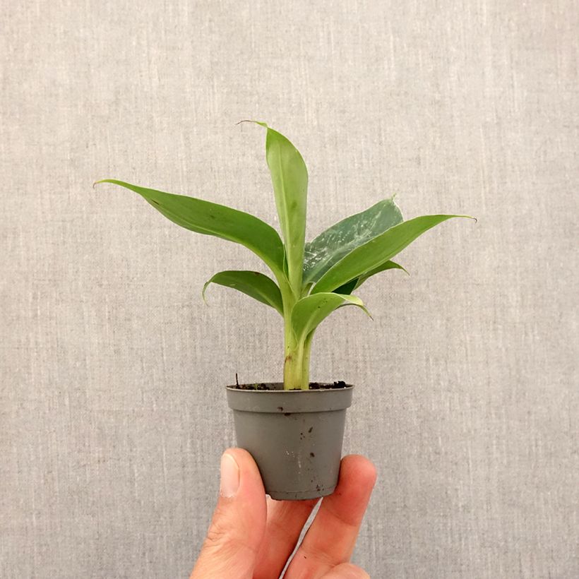 Musa acuminata - Banana Mini-plante sample as delivered in spring