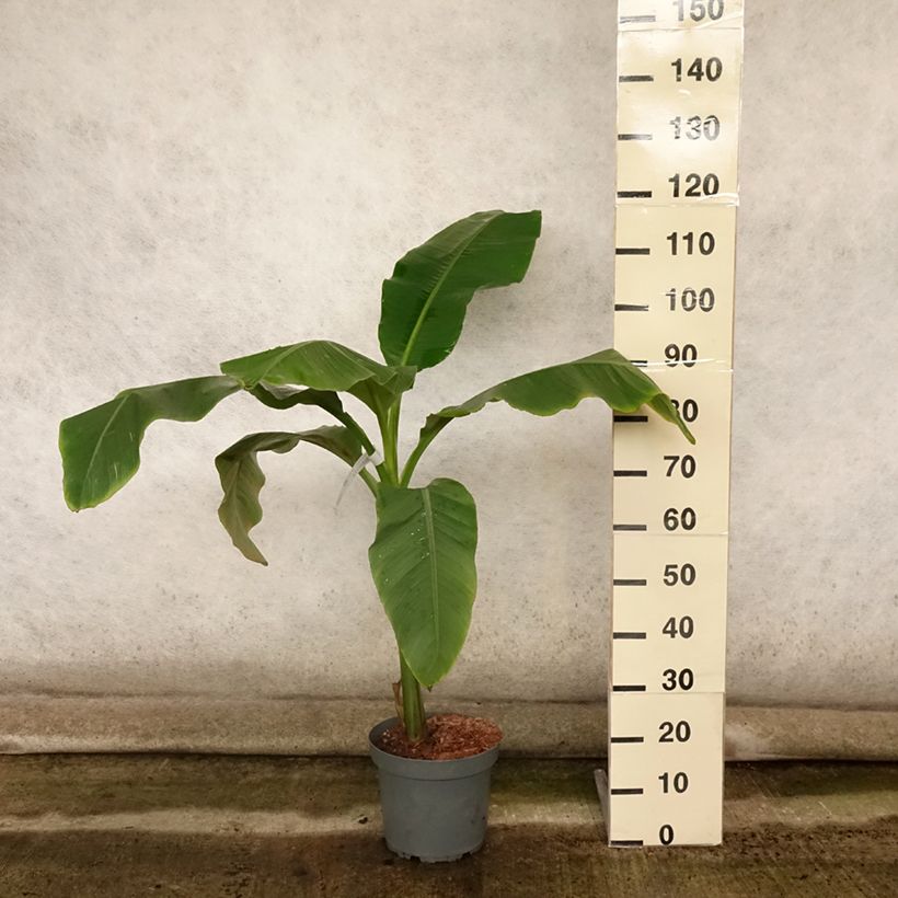 Musa basjoo Dajiao - Hardy Banana 4L/5L pot sample as delivered in summer