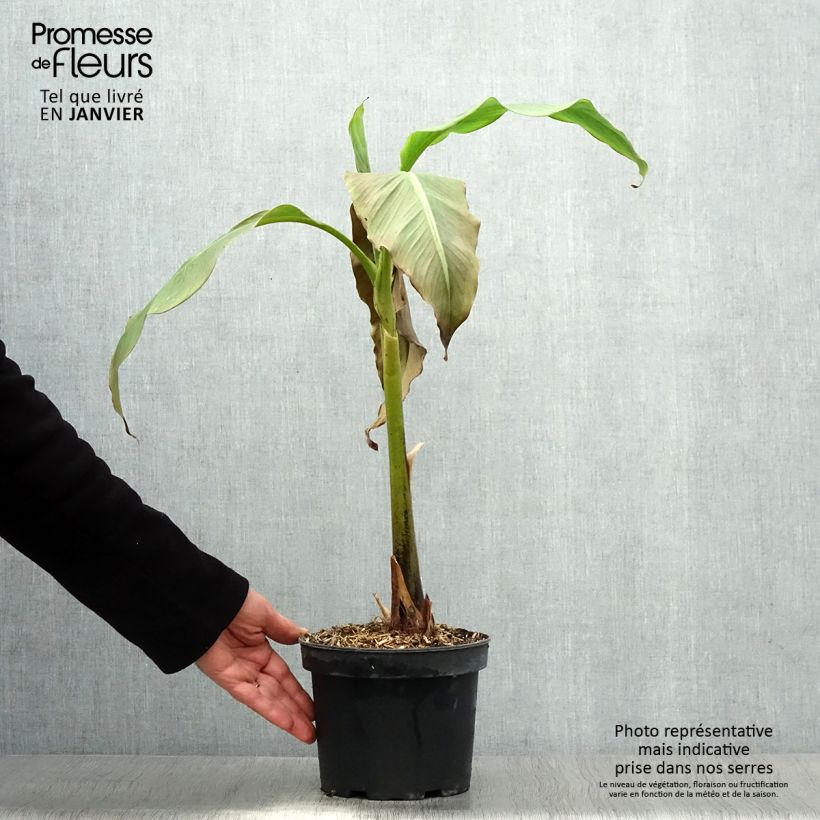 Musa basjoo Sakhalin - Hardy Banana 3L/4L pot sample as delivered in winter