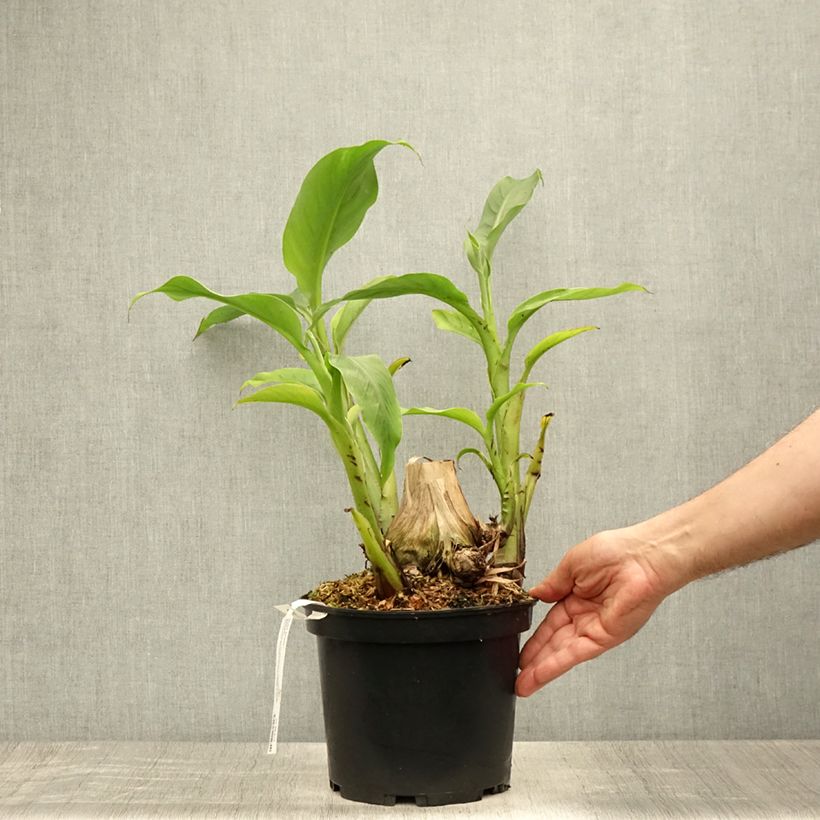 Musa basjoo Sakhalin - Hardy Banana 4L/5L pot sample as delivered in summer