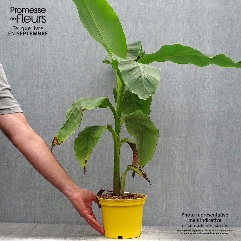 Musa basjoo Tchetchenia - Hardy Banana 2L/3L pot sample as delivered in autumn