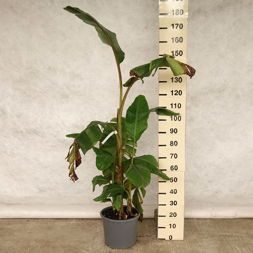 Musa velutina - Banana 7.5L/10L pot sample as delivered in summer