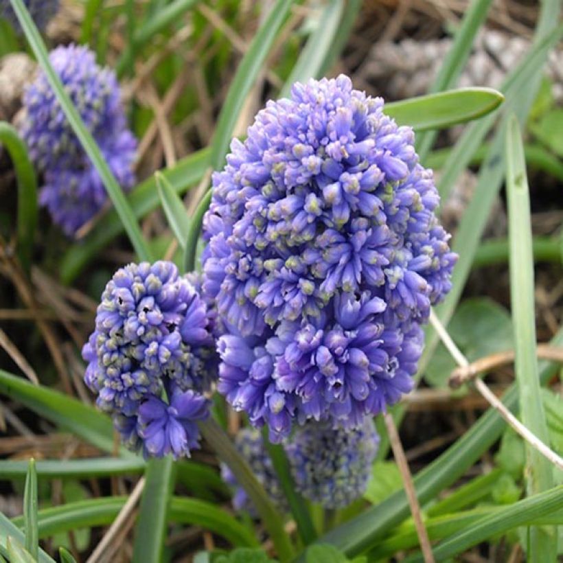 Muscari armeniacum Blue Spike - Grape Hyacinth (Flowering)