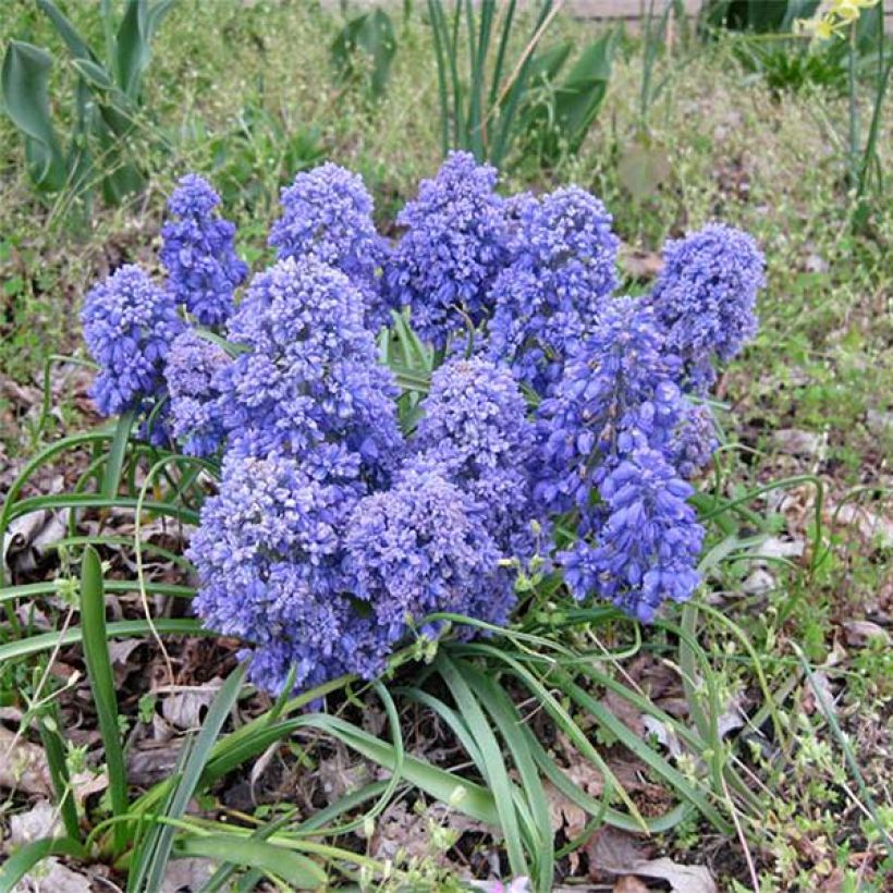 Muscari armeniacum Blue Spike - Grape Hyacinth (Plant habit)