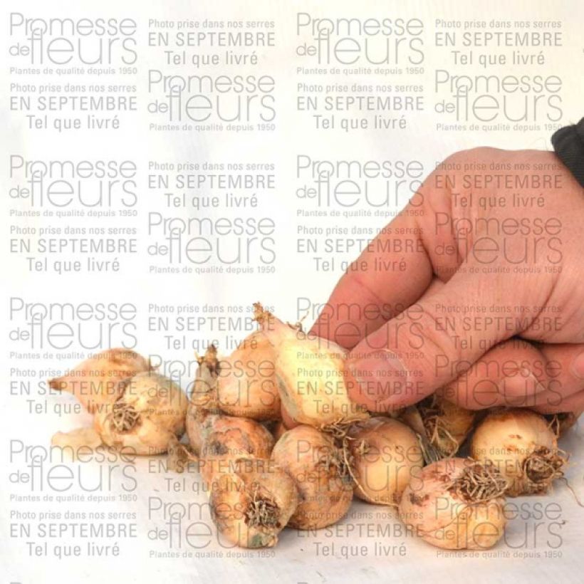 Example of Muscari comosum Plumosum - Grape Hyacinth Bulb size 8+ specimen as delivered