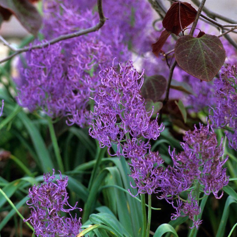 Muscari comosum Plumosum - Grape Hyacinth (Flowering)