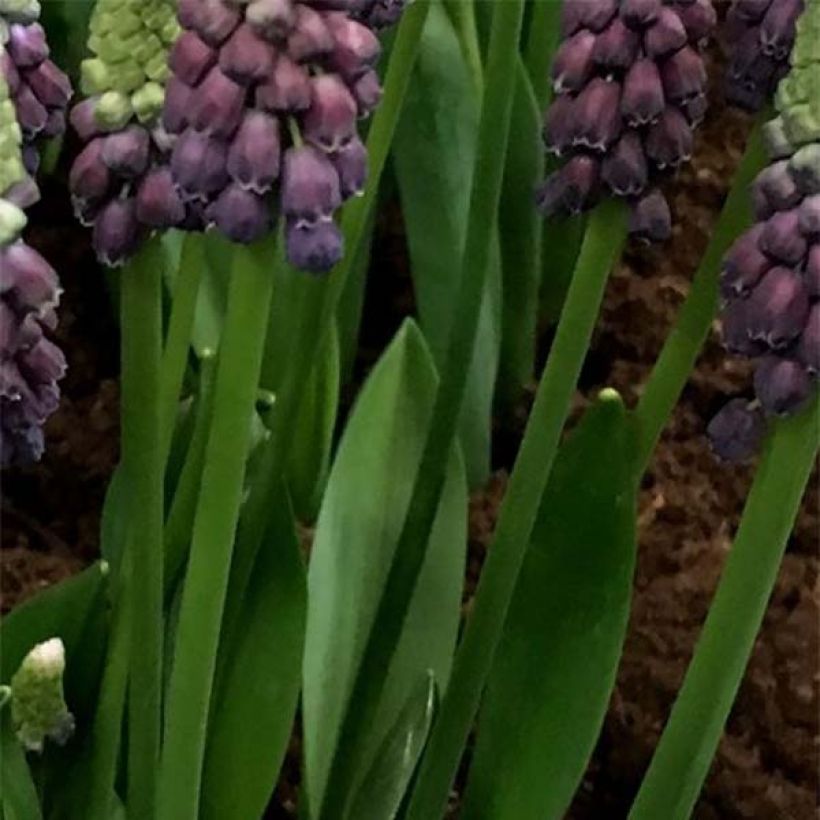 Muscari latifolium Grape Ice (Foliage)