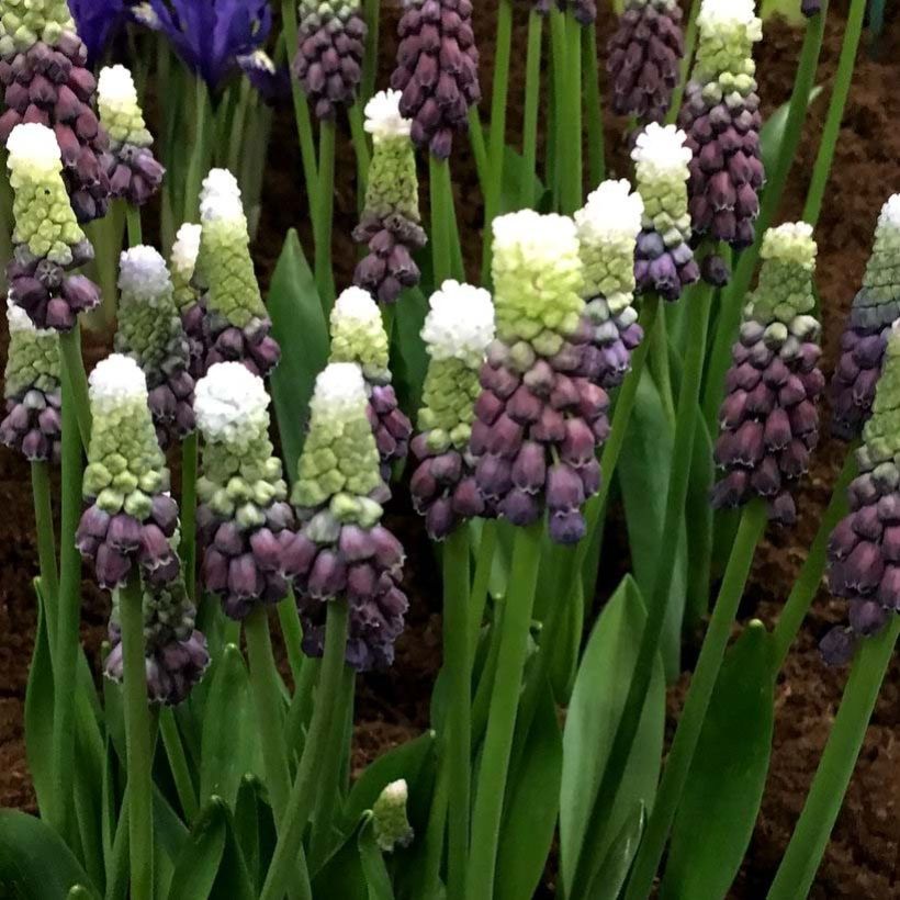 Muscari latifolium Grape Ice (Flowering)