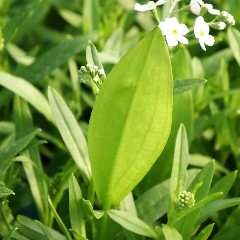 Myosotis scorpioides Alba - Forget-me-not (Foliage)