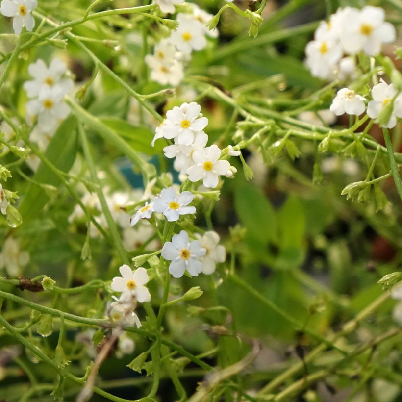 Myosotis scorpioides Alba - Forget-me-not (Flowering)